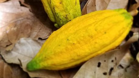 Golden Cocoa Pods on Leafy Ground Decorate Your Space with Nature's Bounty wallpaper