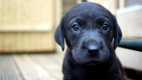 Adorable Black Labrador Retriever Puppy Wallpaper wallpaper