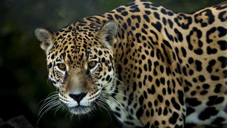 Majestic Jaguar in Natural Habitat wallpaper