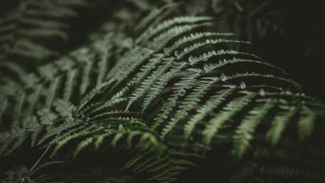 ferns wallpaper