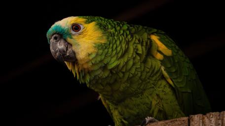Vibrant Parrot Portrait Against Black Background wallpaper