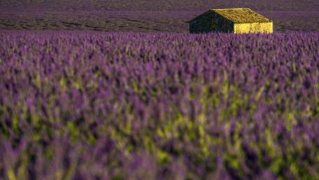 Lavender Dreams in a Serene Field wallpaper