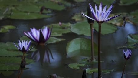 Blue water lilies wallpaper