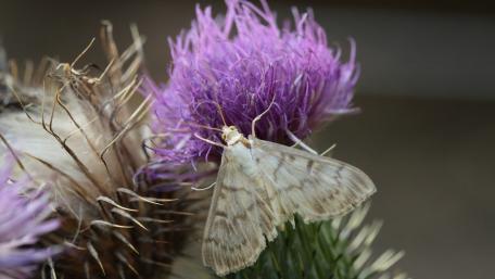 Delicate Butterfly on a Vibrant Flower wallpaper