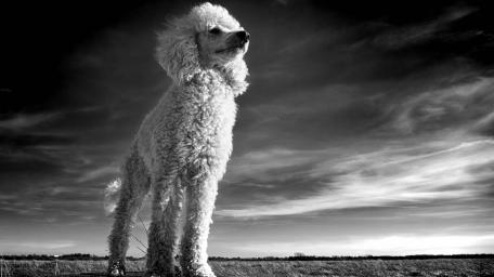 Majestic Poodle in Monochrome Beauty wallpaper