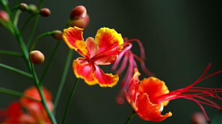 Peacock Flower wallpaper
