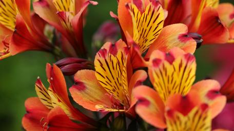 Vibrant Inca Lilies Blooming in Splendor wallpaper