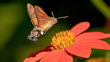 Hummingbird hawk-moth wallpaper
