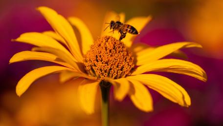 Bee on Vibrant Flower Close-up Wallpaper wallpaper