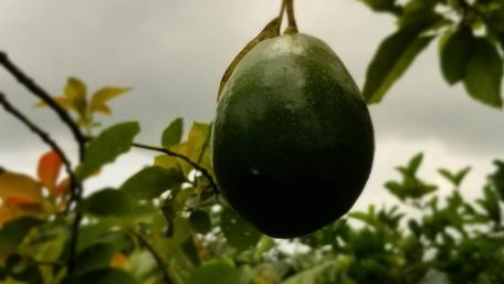 Fresh Avocado Hanging from a Branch wallpaper