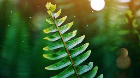Vibrant Fern Leaf in Nature's Embrace wallpaper