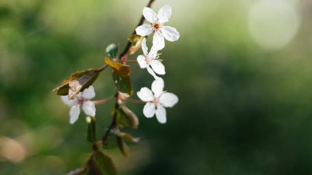 Delicate Blossoms in Spring Light wallpaper