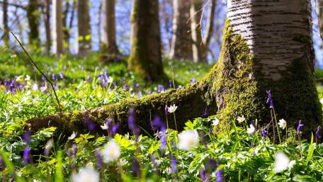 Springtime Bliss in the Forest Showcase of Wildflowers and Trees wallpaper