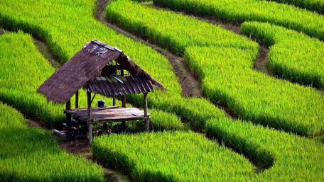 Lush Green Rice Terraces Amidst Nature's Beauty wallpaper