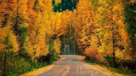 Golden Autumn Road Through Vibrant Forests wallpaper