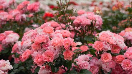 Delicate Pink Roses in Full Bloom wallpaper