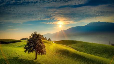 Serene Morning on Green Hillside wallpaper