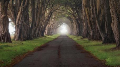 Cypress Tree Tunnel wallpaper