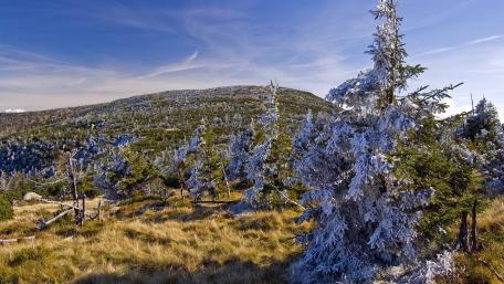 Winter Wonderland with Glistening Trees wallpaper