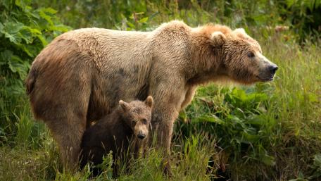 Gentle Bonds of Bear and Cub wallpaper