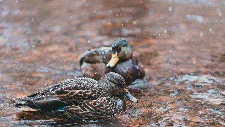 Mallards wallpaper