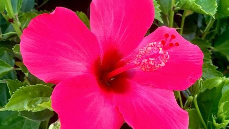Hibiscus up close wallpaper