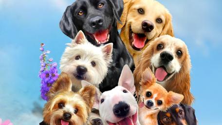 Dogs wallpaper