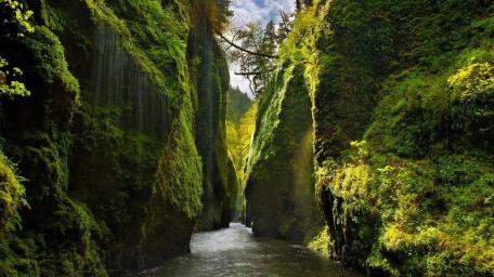 Oneonta Gorge wallpaper