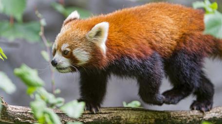 Red Panda Exploring a Natural Habitat wallpaper
