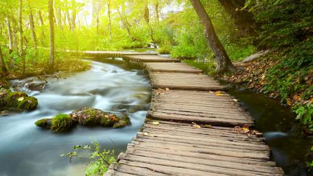 Serene Forest Stream Pathway wallpaper