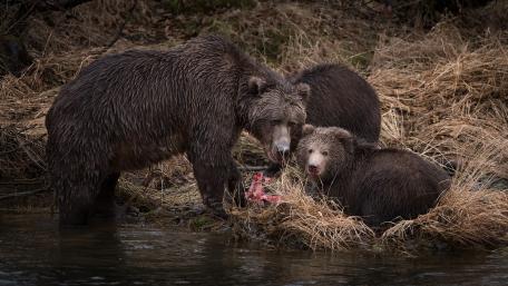 Gentle Bears in Their Natural Habitat wallpaper
