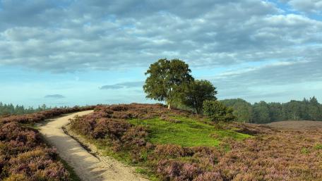 Serene Hilltop Pathway in Nature Scene wallpaper