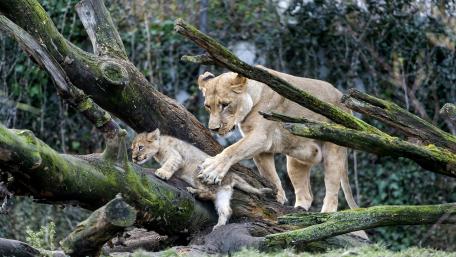 Majestic Lioness and Cub Playing Together wallpaper