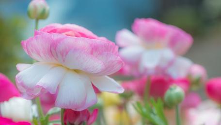 Delicate Pink Peonies in Bloom wallpaper
