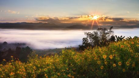 Misty Sunrise Over Wildflower Fields wallpaper