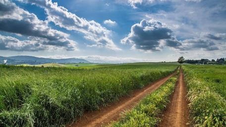 Tranquil Dirt Road Through Lush Fields wallpaper