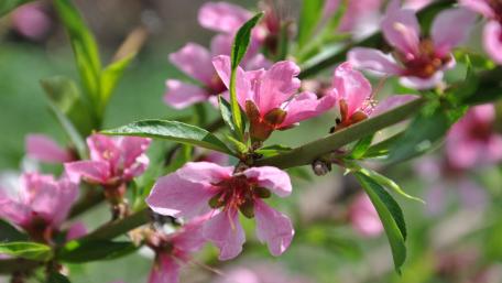 Delicate Pink Blossoms on Spring Branches wallpaper