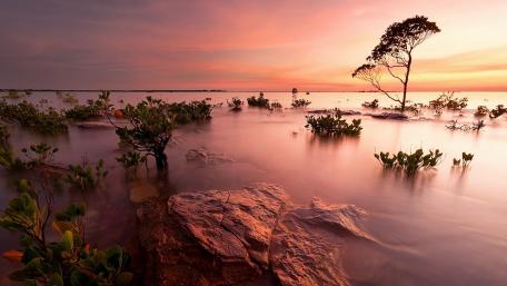 Serene Sunset over Calm Waters with Trees wallpaper