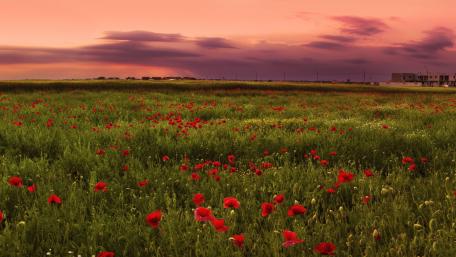 Vibrant Poppy Field at Dusk wallpaper