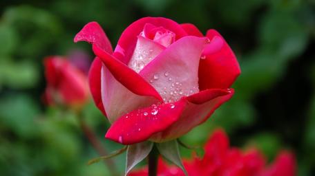 Elegant Red Rose in Blooming Garden Magic wallpaper