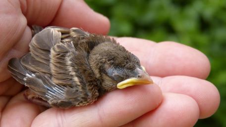 Baby Bird Resting in Hand Wallpaper for Nature Lovers wallpaper
