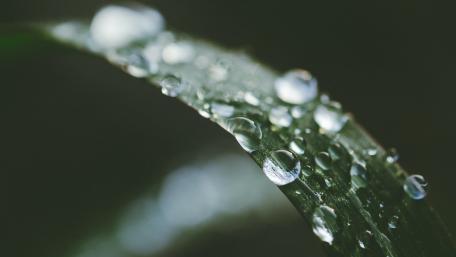 Glistening Drops on a Leaf Surface wallpaper