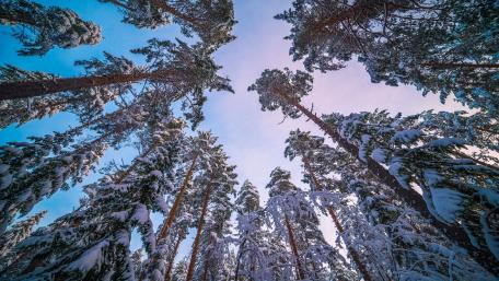 Majestic Winter Forest View wallpaper
