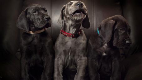 Great Dane puppies wallpaper