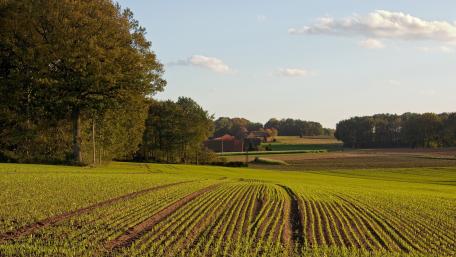 Vibrant Green Fields Under a Clear Sky wallpaper