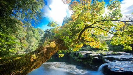 Serene Waterfall Amidst Lush Greenery wallpaper