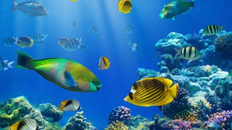 Aquatic Symphony Under the Sea wallpaper