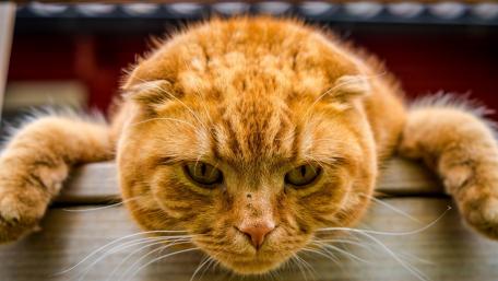 Playful Ginger Cat Looking Curious wallpaper