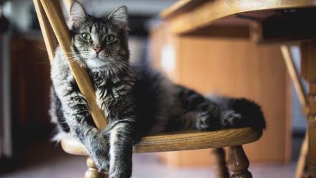 Feline Elegance Resting on a Wooden Chair wallpaper