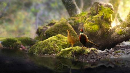 Two pheasants wallpaper